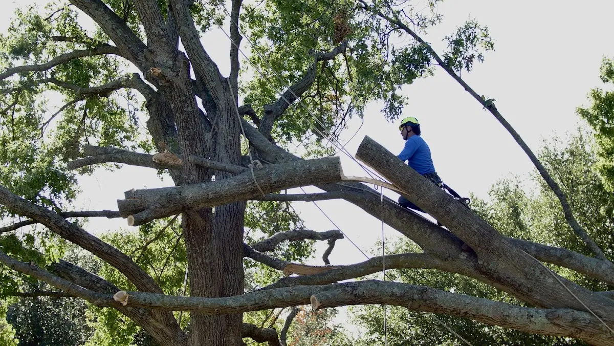 Professional Crown Thinning performed by certified arborists in McCall
